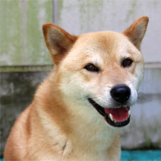 松寿苑のアイドル犬「つばさ君」